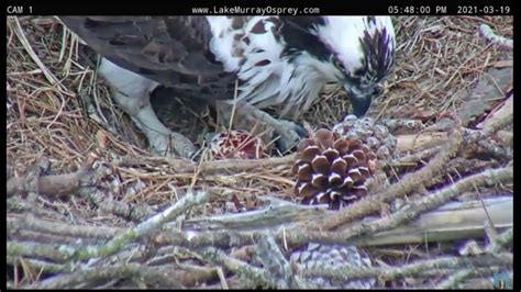 Lake Murray Osprey Lucy Lays 1st Egg Of Season Ricky Comes To Brood 4