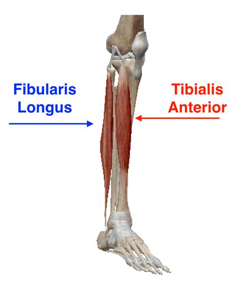 Step forward with one leg. Beyond Foam Rolling: Foundations of Deep Tissue Self ...