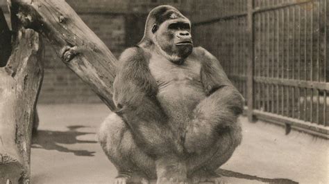 Chocolate Gorilla Goes On Display At Bristol Zoo Project Bbc News