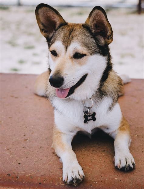 Corgi Husky Mix Everything You Need To Know All Things Dogs Mex Alex