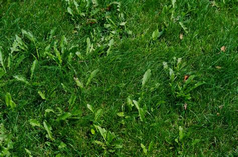 How To Prevent Lawn Weeds Massey Services Inc