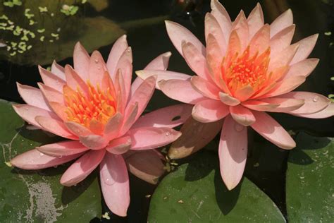 Flower Images Water Lily Photos Free Download 22514  Files