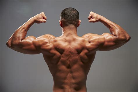 Muscles Of The Torso Back Muscle Facts Human Back Muscles Dk Find