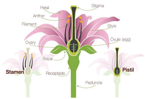 Pollination And Fertilisation In Daylilies Whats The Difference
