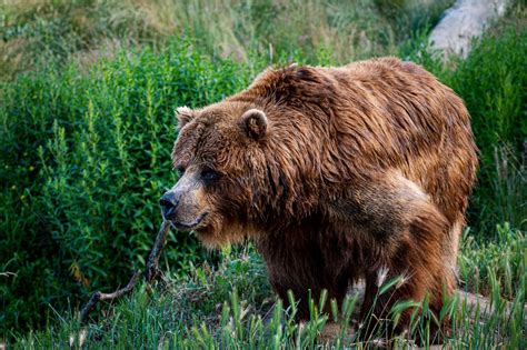 Grizzly Bear Facts Animal Fact Guide Magazineup