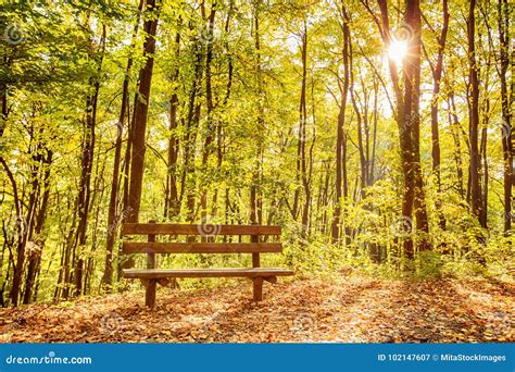 Bench In Autumn Forest Stock Image Image Of Plant October 102147607