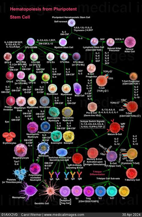 Stock Image Chart Illustrating Hematopoiesis Showing The Development