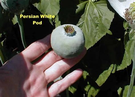 Persian White Papaver Somniferum Poppy Seed Pod Organical Botanicals