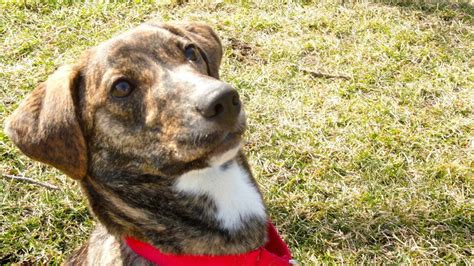 Ginger The Mountain Cur Up For Adoption In Hinsdale Hinsdale Il Patch