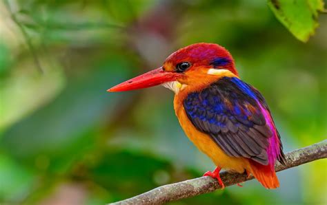 Oriental Dwarf Kingfisher Hd Wallpapers And Backgrounds