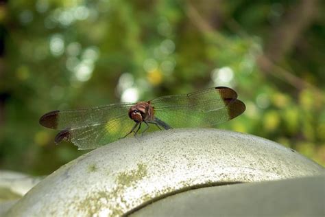 Japanese Dragonfly Flickr Photo Sharing