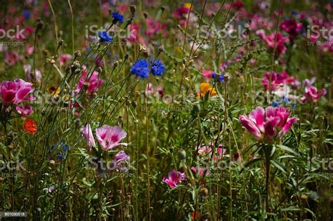 Wildflowers In A Field Stock Photo Download Image Now Istock