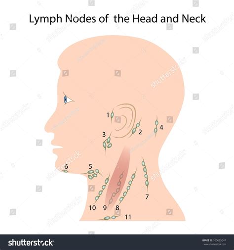Lymph Nodes Head Neck Stock Illustration 100625047