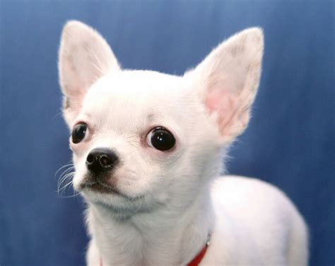 White Chihuahua Names 75 Best Names For White Chihuahuas Petpress