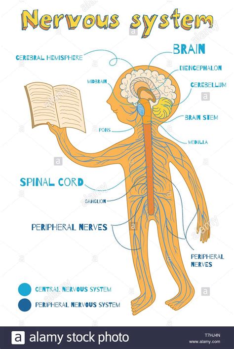 It also controls other body systems and processes, such as digestion, breathing and sexual development (puberty). Human nervous system for kids. Vector color cartoon ...