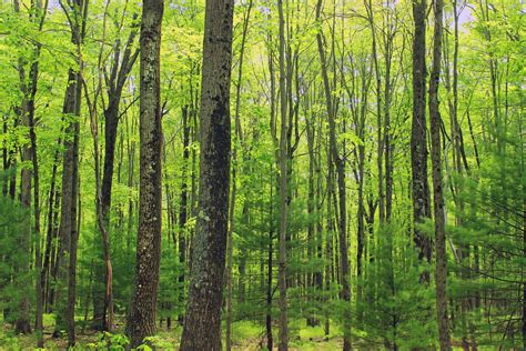 Cranberry Swamp Natural Area 6 Dense Forest Of Hardwoods Flickr