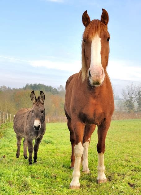Premium Photo Friendship Between A Donkey And A Horse