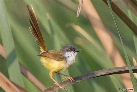 นกกระจิบหญ้าท้องเหลือง Yellow-bellied Prinia - ภาพถ่ายนกทุกชนิดที่พบใน ...