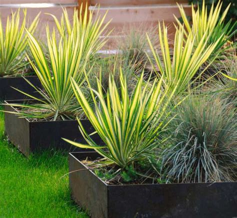 Drought Tolerant Plant Ideas For Your Homestead
