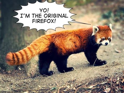 Firefox Name Comes From The Red Panda