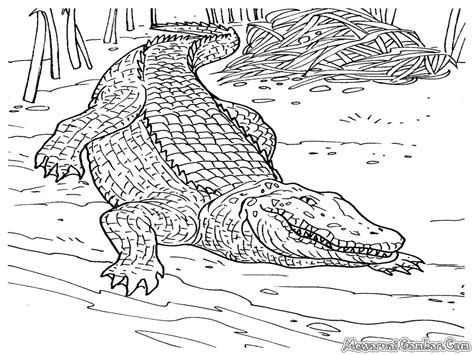 Get baby alligators coloring pages. Mewarnai Gambar Buaya | Mewarnai Gambar