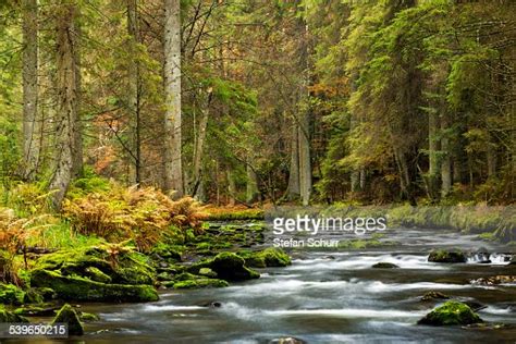 Grosser Regen River Autumn Bavarian Forest National Park Bavaria