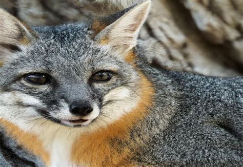 The Gray Fox An In Depth Study Of Its Behavior Foxauthority