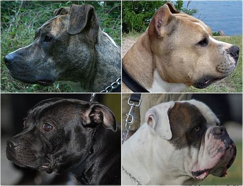 Types Of Pitbulls 4 Different Types Of Pitbull Dogs K9 Web