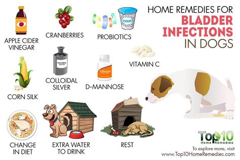 Home Remedies For Bladder Infections In Dogs Top 10 Home