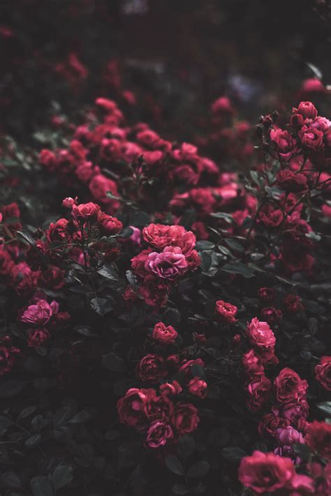 Pink Aesthetic Backgrounds Flowers Pink Flowers Aesthetic Wallpapers