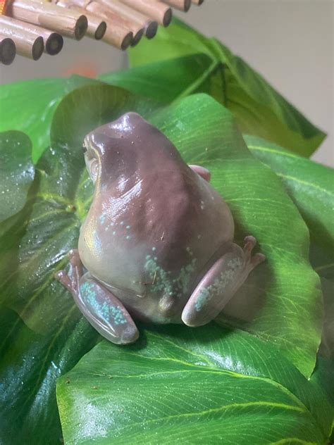 Please Help My Whites Tree Frog Suddenly Has These Bright Green Spots