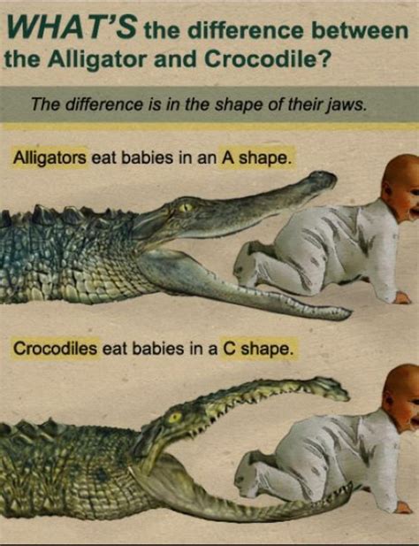 Whats The Difference Between An Alligator And A Crocodile Rchildfree