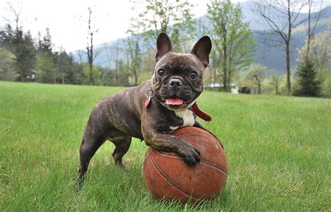 Frenchie names don't get much better than this! 200+ Perfect French Bulldog Names - My Dog's Name