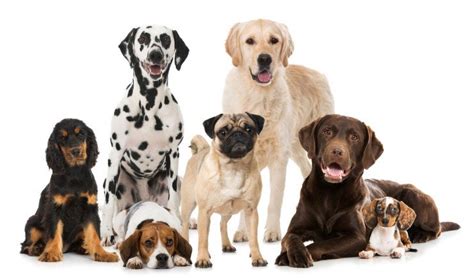 Best Dog Breeds For Families Pets4homes