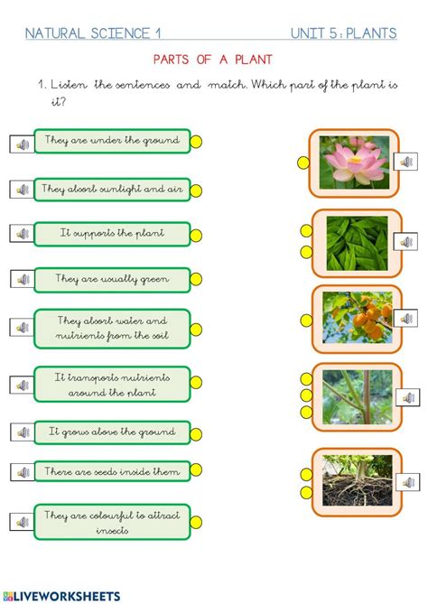 The Plant Life Cycle Worksheet Is Shown In This Graphic Diagram Which