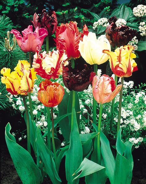Buy Parrot Tulips Mixed Saver Sized Bulbs At Uk