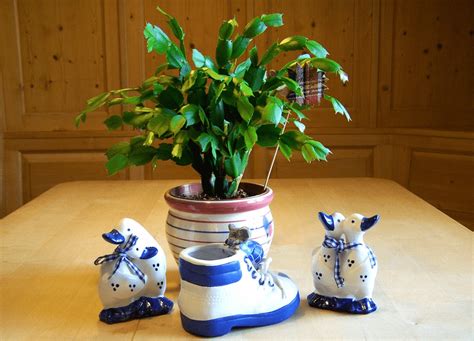 Riega el cactus de navidad con cuidado. El Cactus de Navidad, cuidados. Diseño de jardines en ...