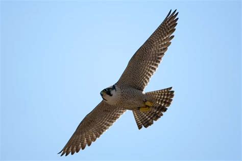Der wanderfalke beeindruckt im sturzflug aus der freien luft, wenn er sich auf beute (kleine bis mittelgroße vögel) stürzt. Der Wanderfalke - NABU NRW