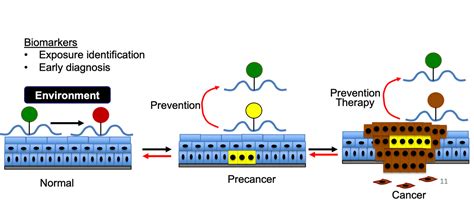 Environmental Factor August 2021 Rna Modifications In Skin Cancer