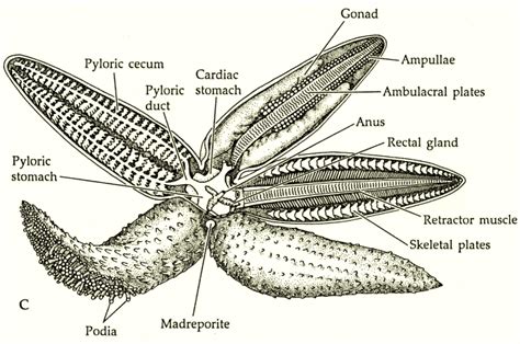 Starfish Reproduction