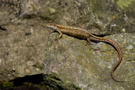 Lizard Surveys Northern Ireland Nm Ecology Ireland