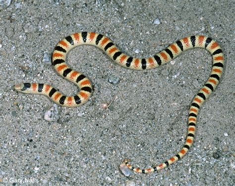 Colorado Desert Shovel Nosed Snake Chionactis Occipitalis Annulata