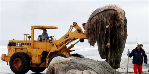 Mysterious Fur Covered Sea Monster Washes Up On Beach Could It Be