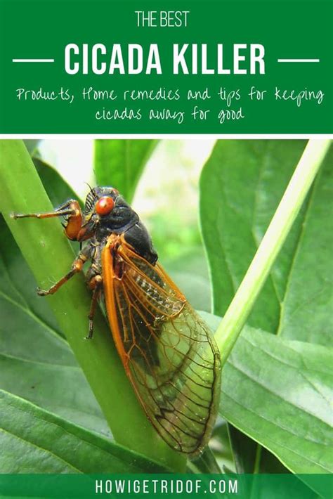 Best Cicada Killer Products Home Remedies And Tips For Keeping