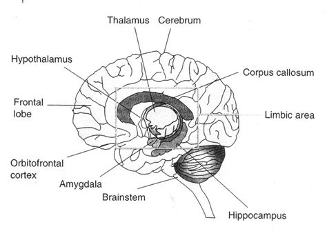 Brain Diagram Labeled 3 Best Images Of Simple Brain Diagram And