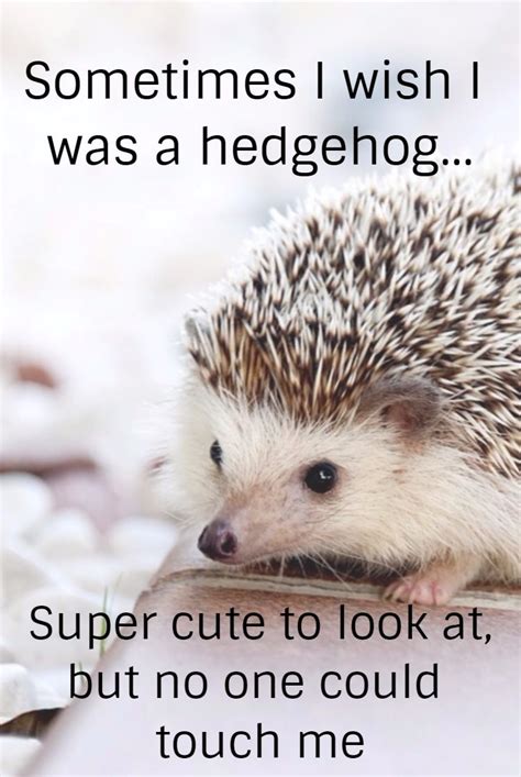 Wise quotes about hedgehog from my large collection of inspirational wisdom quotes. Sometimes I wish I was a #hedgehog Super #cute but no one could #touch me! | Beautiful quotes ...