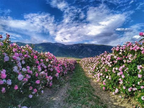 The Valley Of Roses Bulgarian Rose The Best Natural Rose Oil In The