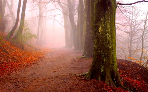 Autumn Fog Forest Fog Nature Forests Hd Desktop Wallpaper