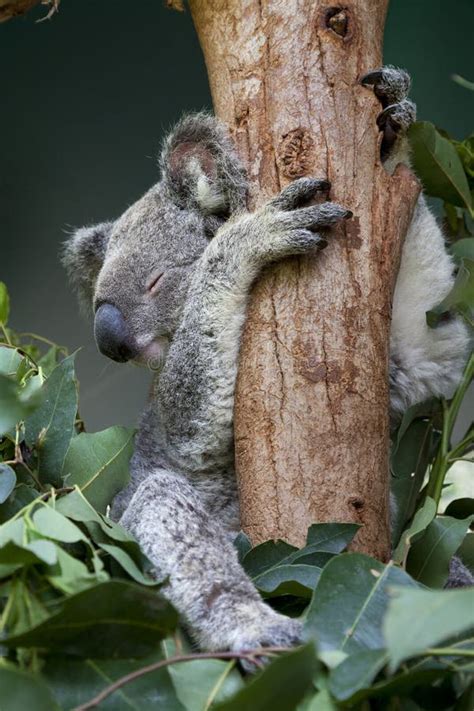 Koala Sleeping In A Tree Close Up Stock Image Image Of Herbivorous