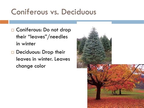Coniferous Vs Deciduous